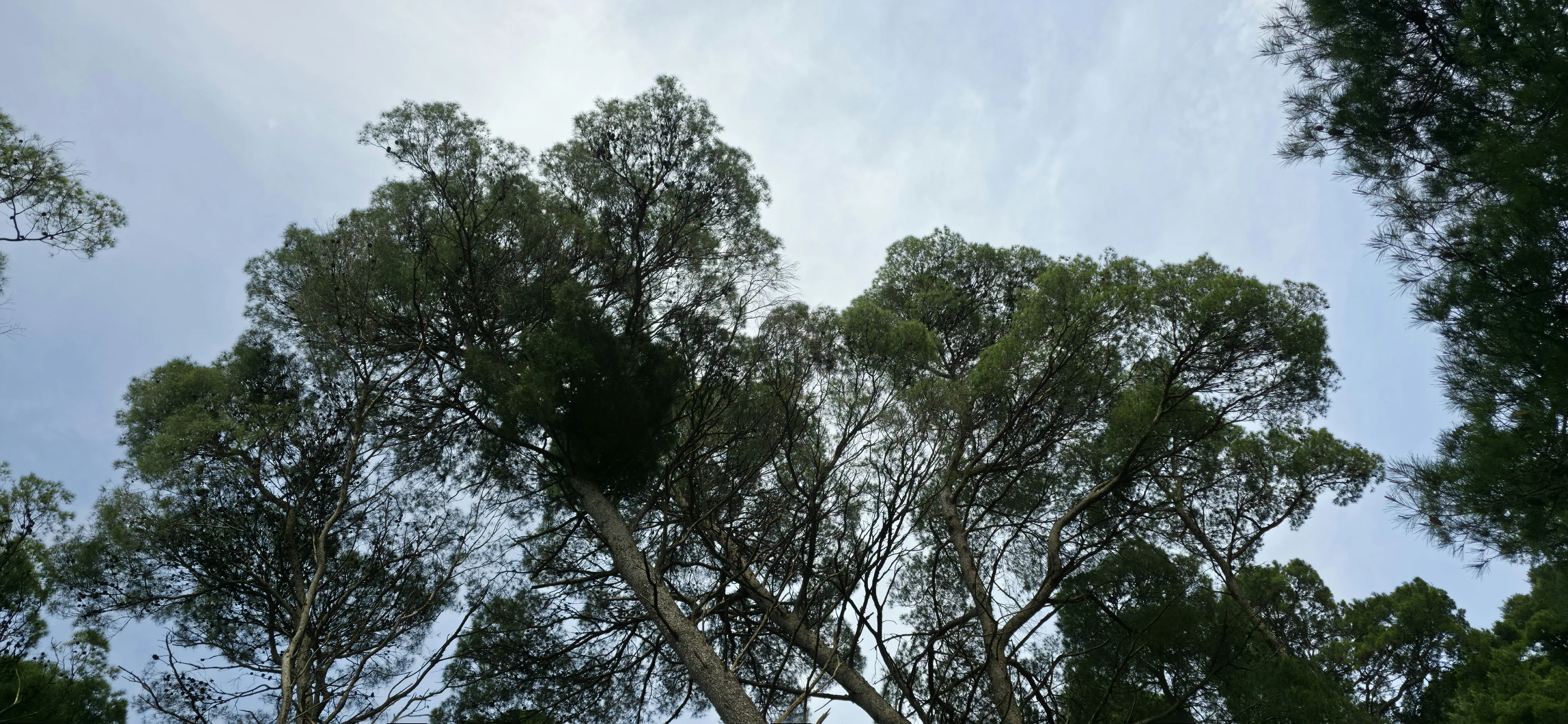 Pine forest canopy